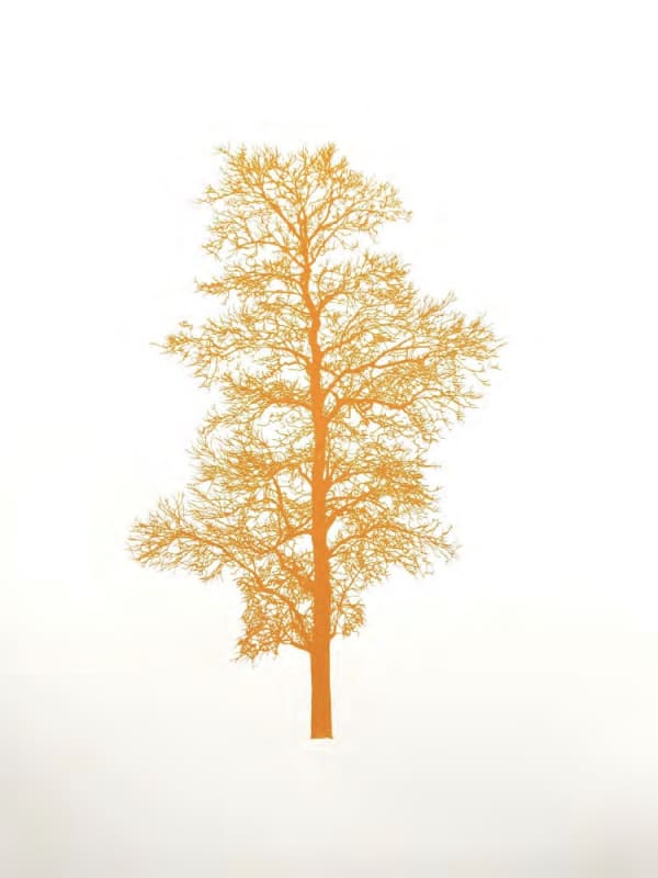 Eamon O'Kane, Orange Tree , 2025