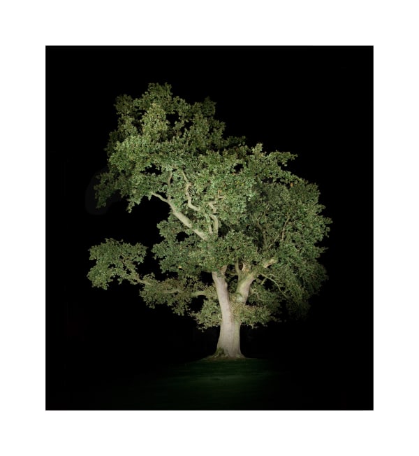 Ralf Peters, Night Colours - Baum 5, 2012