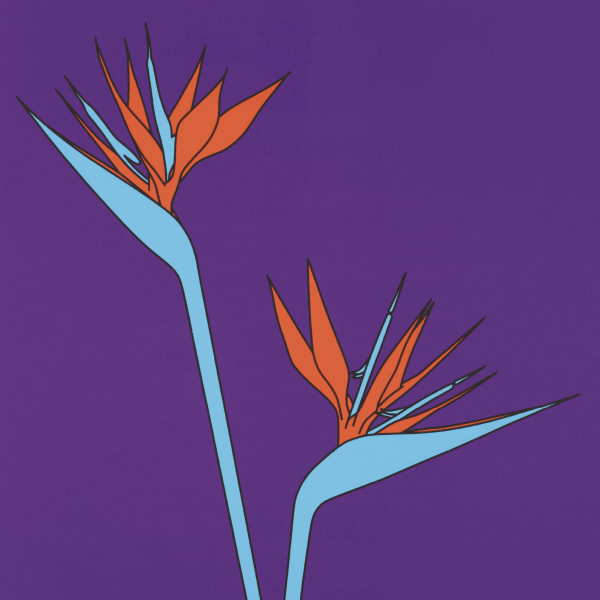 Birds of Paradise