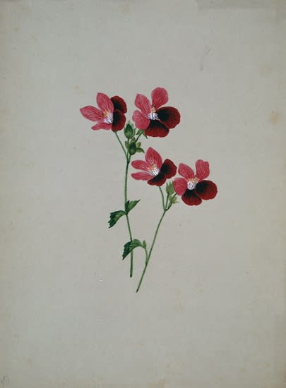 Henrietta Benson Homer, Untitled Flower Study Gift of the Homer Family. Bowdoin College Museum of Art