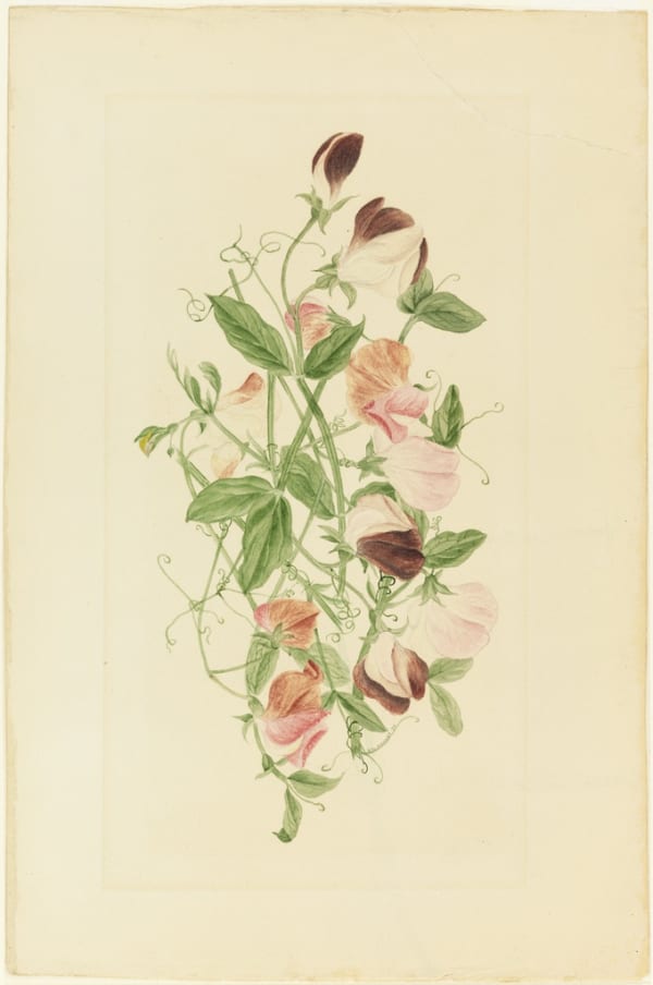 Henrietta Benson Homer Sweet Peas, 1875