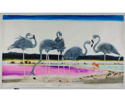 Scott Kelley. Black Flamingos of Isla Nero