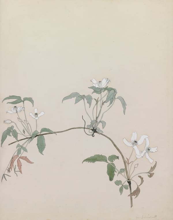 JOHN NASH (1893-1977) Clematis Montana
