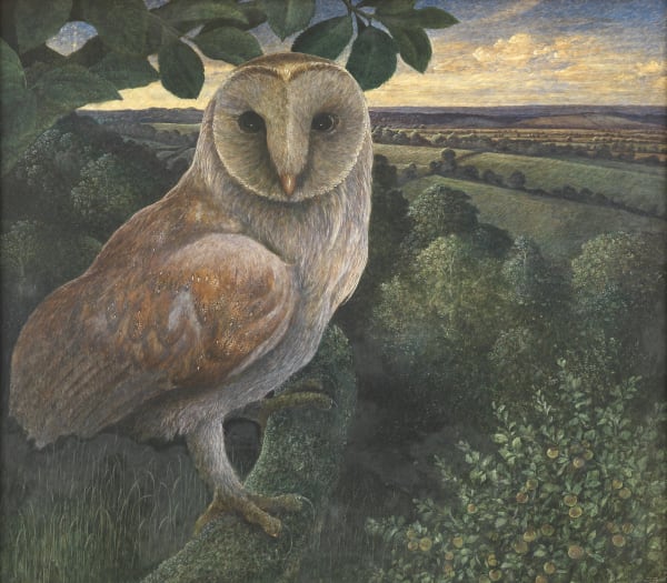 Barn Owl, High Ham
