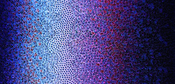 Zhuang Hong-Yi - Radiant Floral Hues, 2025
