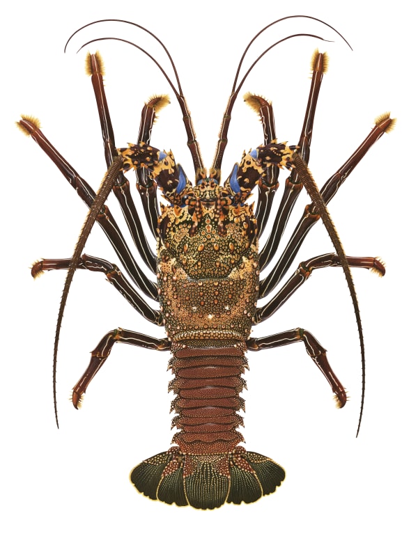 ABC RADIO NATIONAL: Roger Swainston interviewed by Nick Bryant