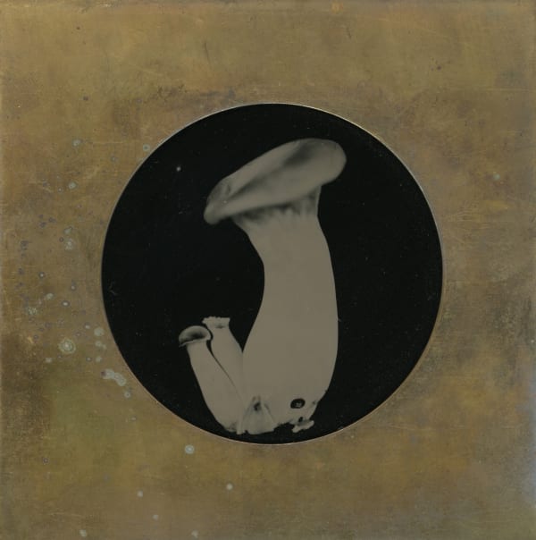 rachel portesi, trumpet in brass mat