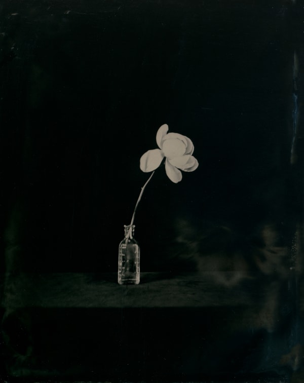 rachel portesi, single stem no. 1