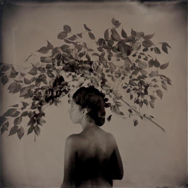 rachel portesi, dogwood branch