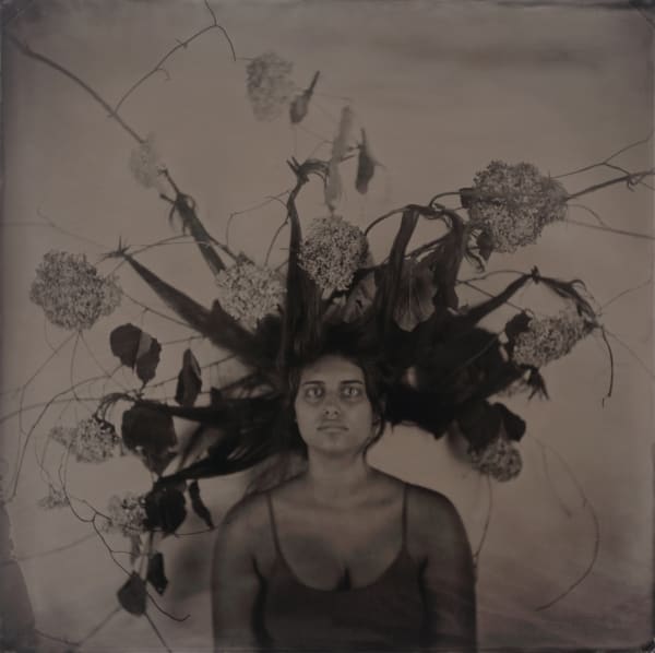 rachel portesi, hydrangea hair
