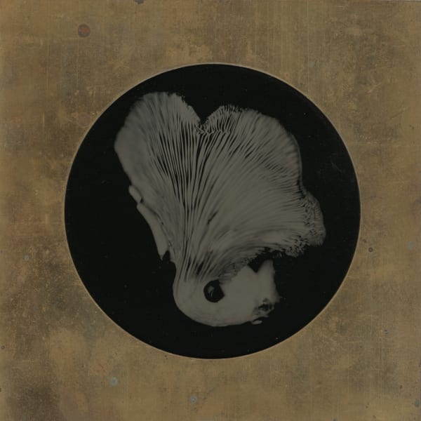 rachel portesi, oyster in brass mat