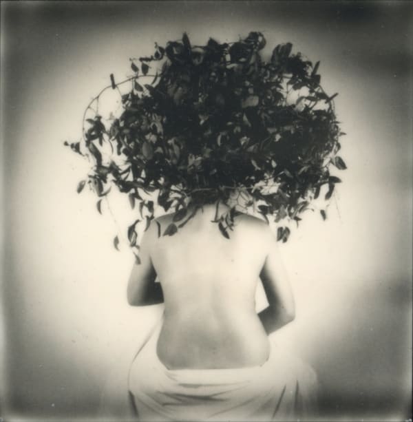 rachel portesi, bush head