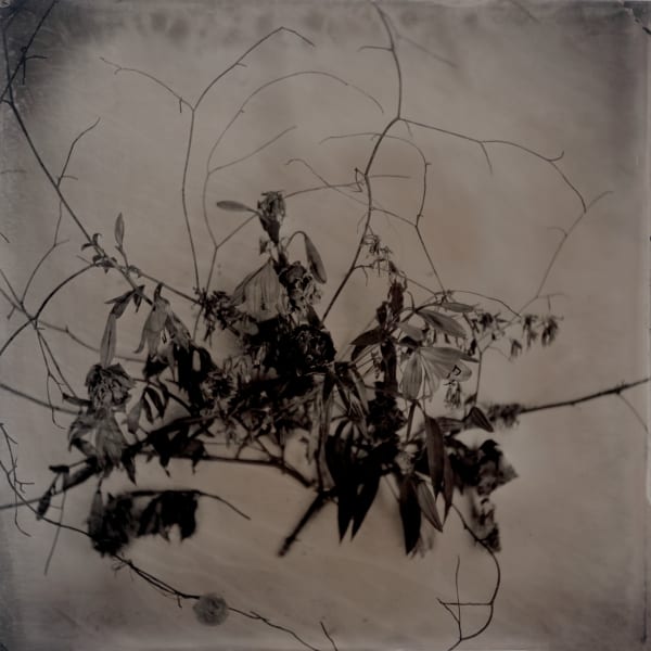 rachel portesi, wall flowers no. 2