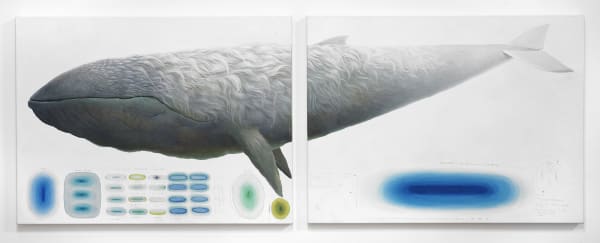 Ash Eliza Williams, Whale + Data