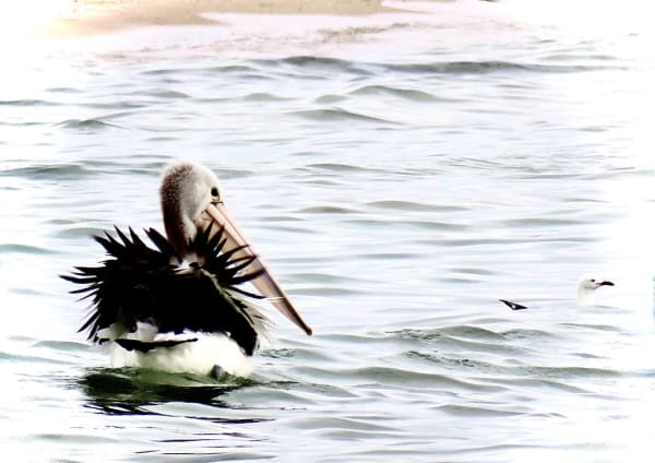 Anne Spudvilas, Pelican At Indented Head