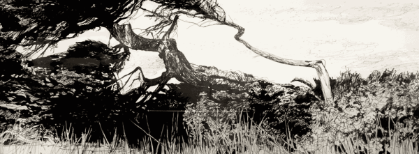 Jo Reitze, Windswept Trees, 2020
