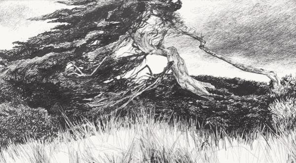 Jo Reitze, Windswept Trees, 2021