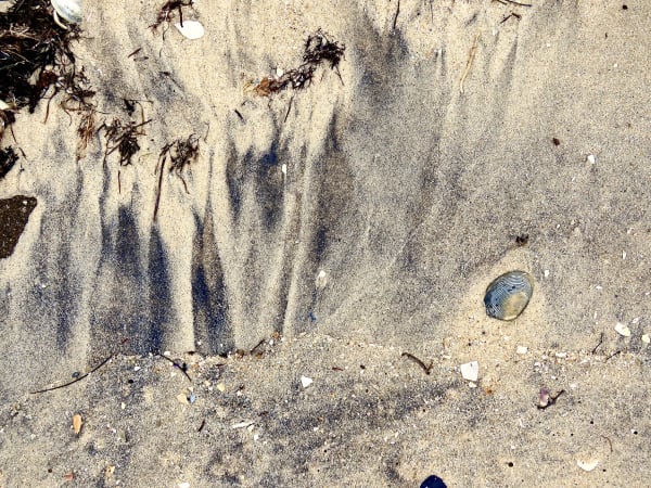 Anne Spudvilas, Nature's Design