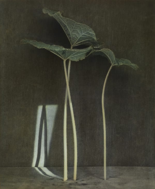 Ingar Krauss, Stockrosen