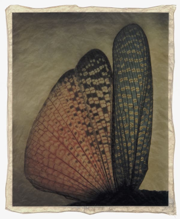 Gregor Törzs, Wing Color No. 1