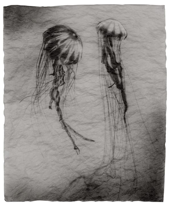 Gregor Törzs, Underwater - Jellyfish 1