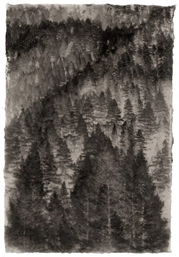 Larix Alpine No. 1, 2024