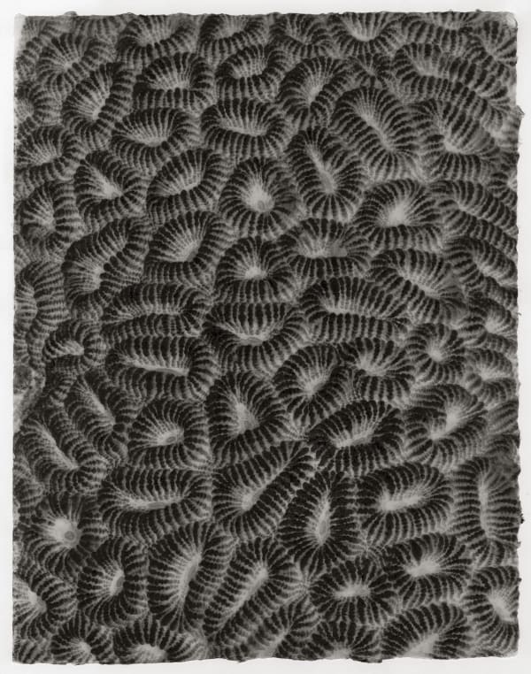 Underwater - Hard Coral No. 10