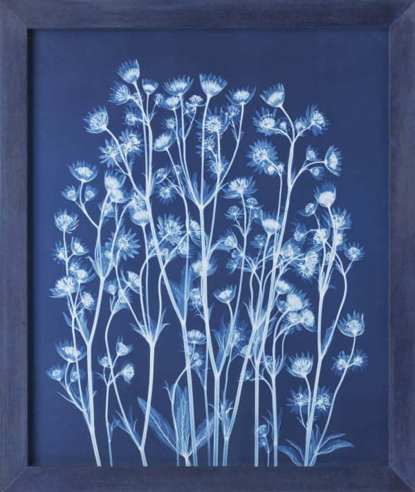 Botanicals in Blue Botanical Cyanotype X-Rays by Bryan Whitney