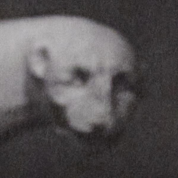 Lucas Bullens - Why Does the Fly Never Die?, 2023