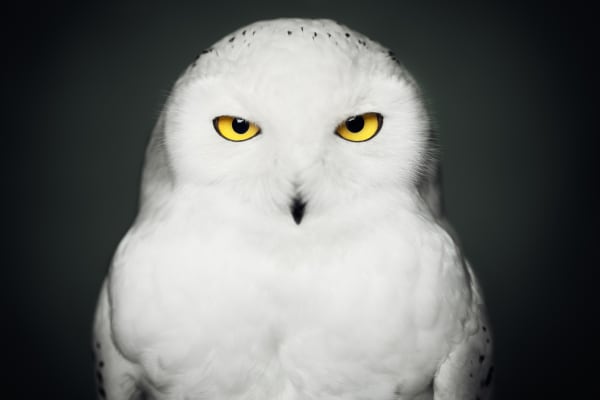 Vincent Lagrange Snowy Owl