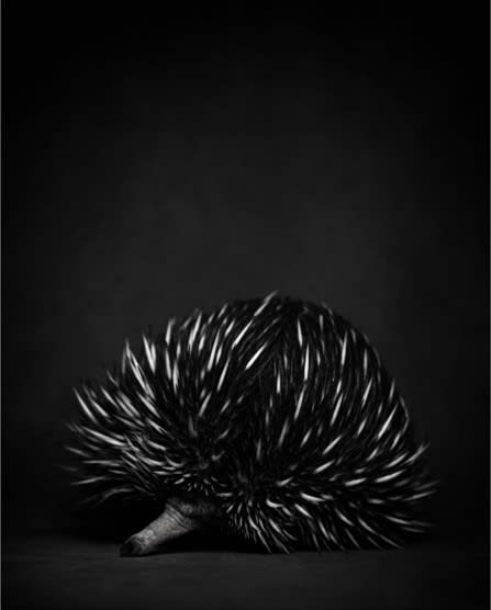 Vincent Lagrange, The silverback