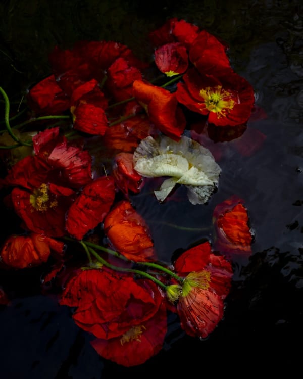 CIG HARVEY – EAT FLOWERS