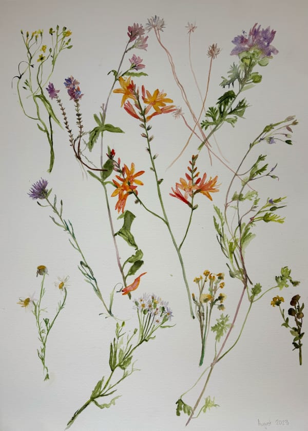 August , watercolours on paper 57cm x 77cm