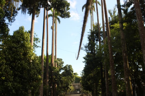 Installation view, João Modé: Para o silêncio das plantas, Cavalariças do Parque Lage, Rio de Janeiro, Brazil, 2011-2012