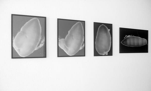 Installation view, Balthasar Burkhard, Galerie Peter Kilchmann, Hardturmstrasse, Zurich, Switzerland, 1993