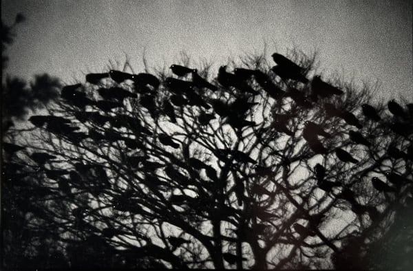 Masahisa Fukase