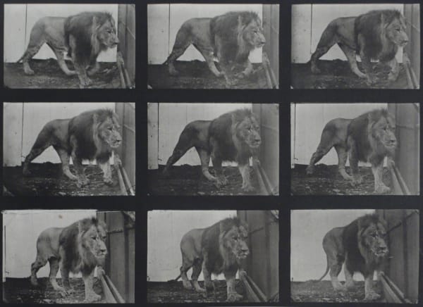 Eadweard Muybridge, Animal Locomotion. Plate 780