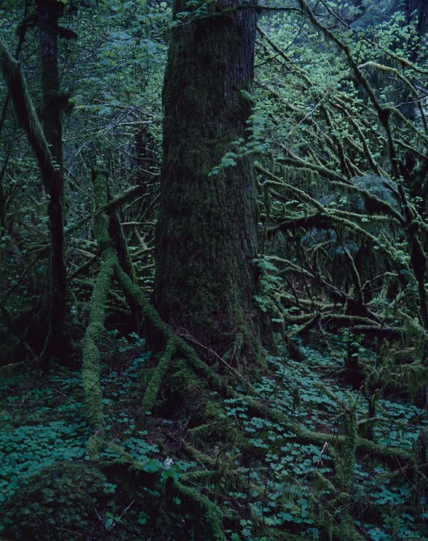 Yoshihiko Ueda, Quinault No. 23