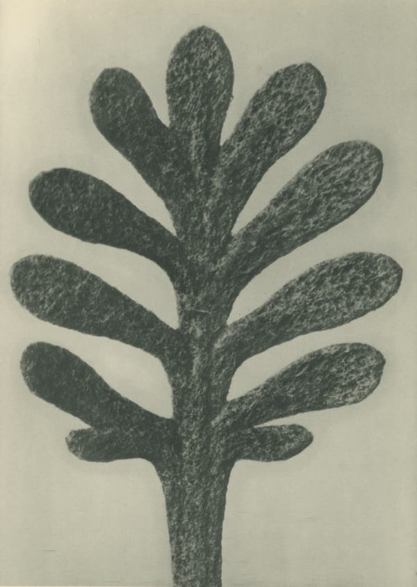 Karl Blossfeldt, Achillea umbellata