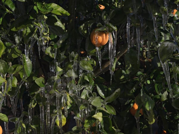 Lucas Foglia, Ice to Protect Orange Trees from the Cold, California, 2017