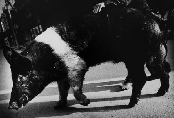 Daido Moriyama, Goshogawara, 1976 (Inobuta)