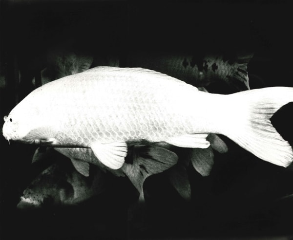 Daido Moriyama, Japan’s Scenic Trio, Akinomiyaajima, 1974