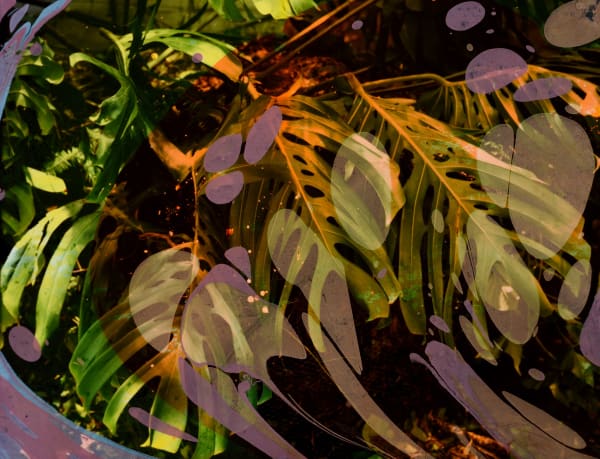 Chloe Sells, Fermenting, 2018