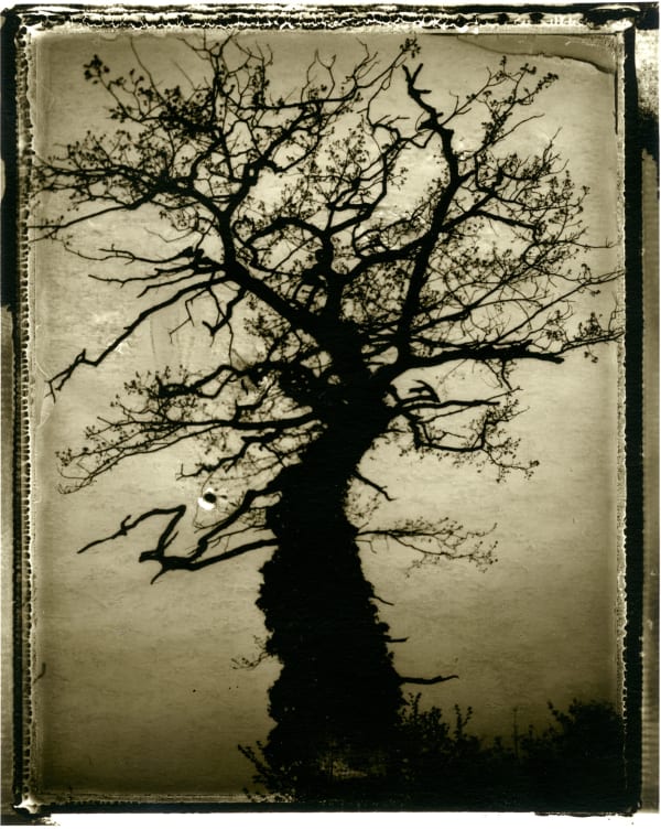 Sarah Moon, Homage à Rackham, 2001