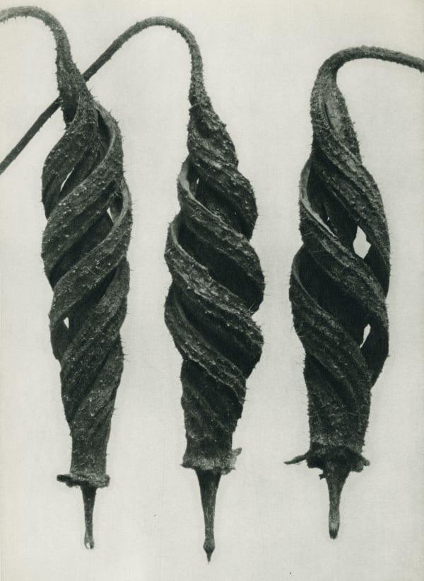 Karl Blossfeldt, Cajophora Lateritia, Loasaceae (capsule)