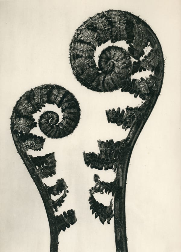 Karl Blossfeldt, Dryopteris filix mas (Common male fern)