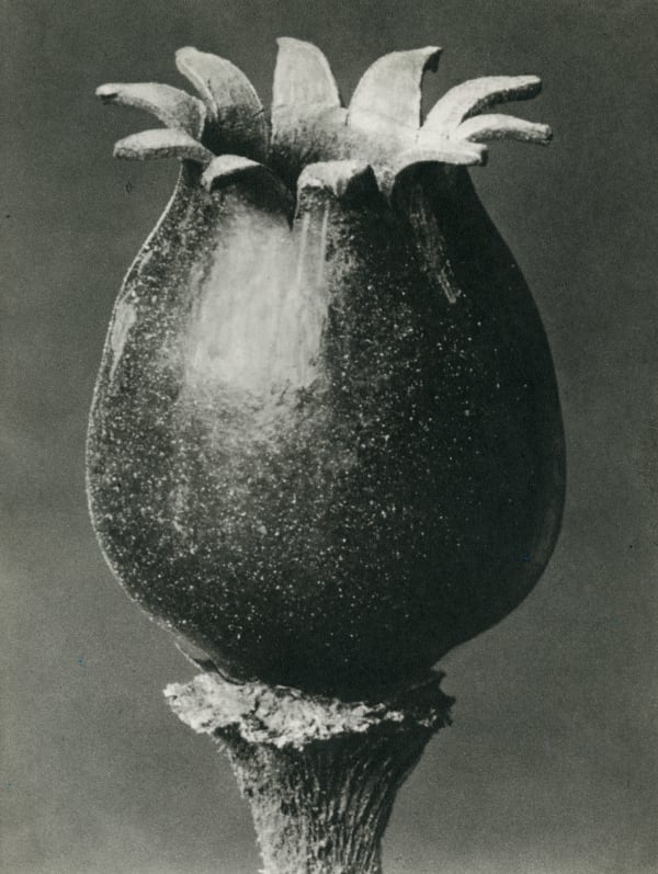 Karl Blossfeldt, Melandryum noctiflorum (Night flowering Catchfly)