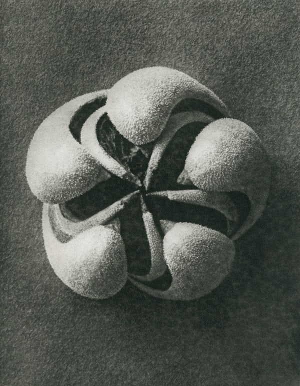KARL BLOSSFELDT AN ONLINE EXHIBITION