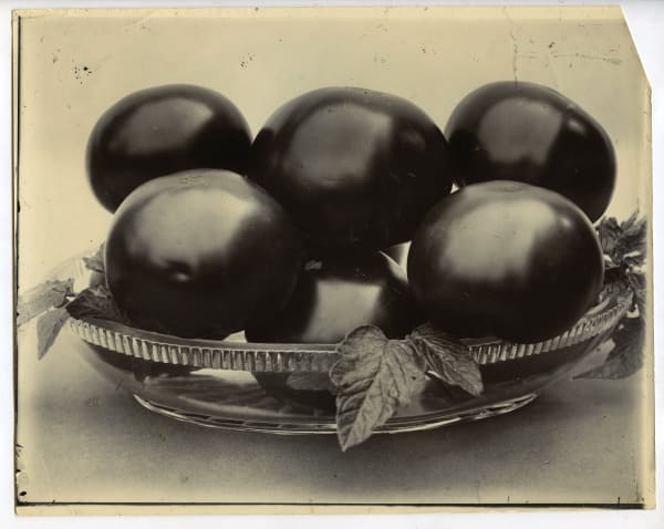 Charles Jones Summer exhibition