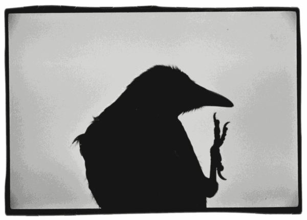 Ravens by Masahisa Fukase